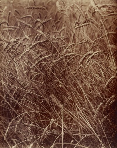Weizen von Eugène Atget